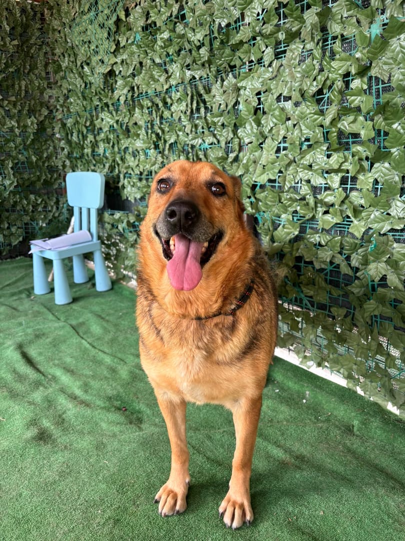 Caine