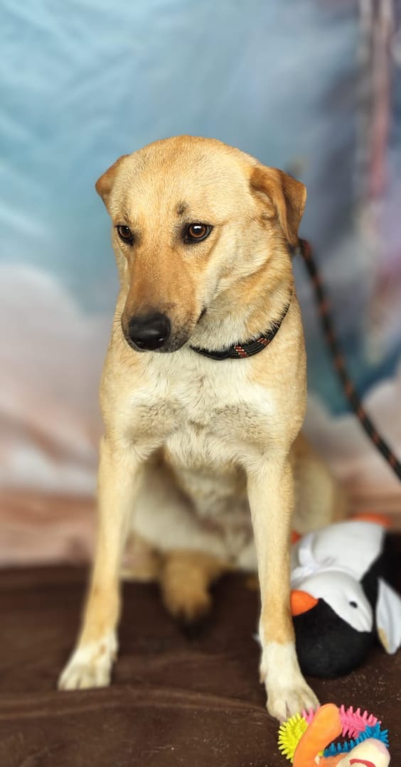 Caine