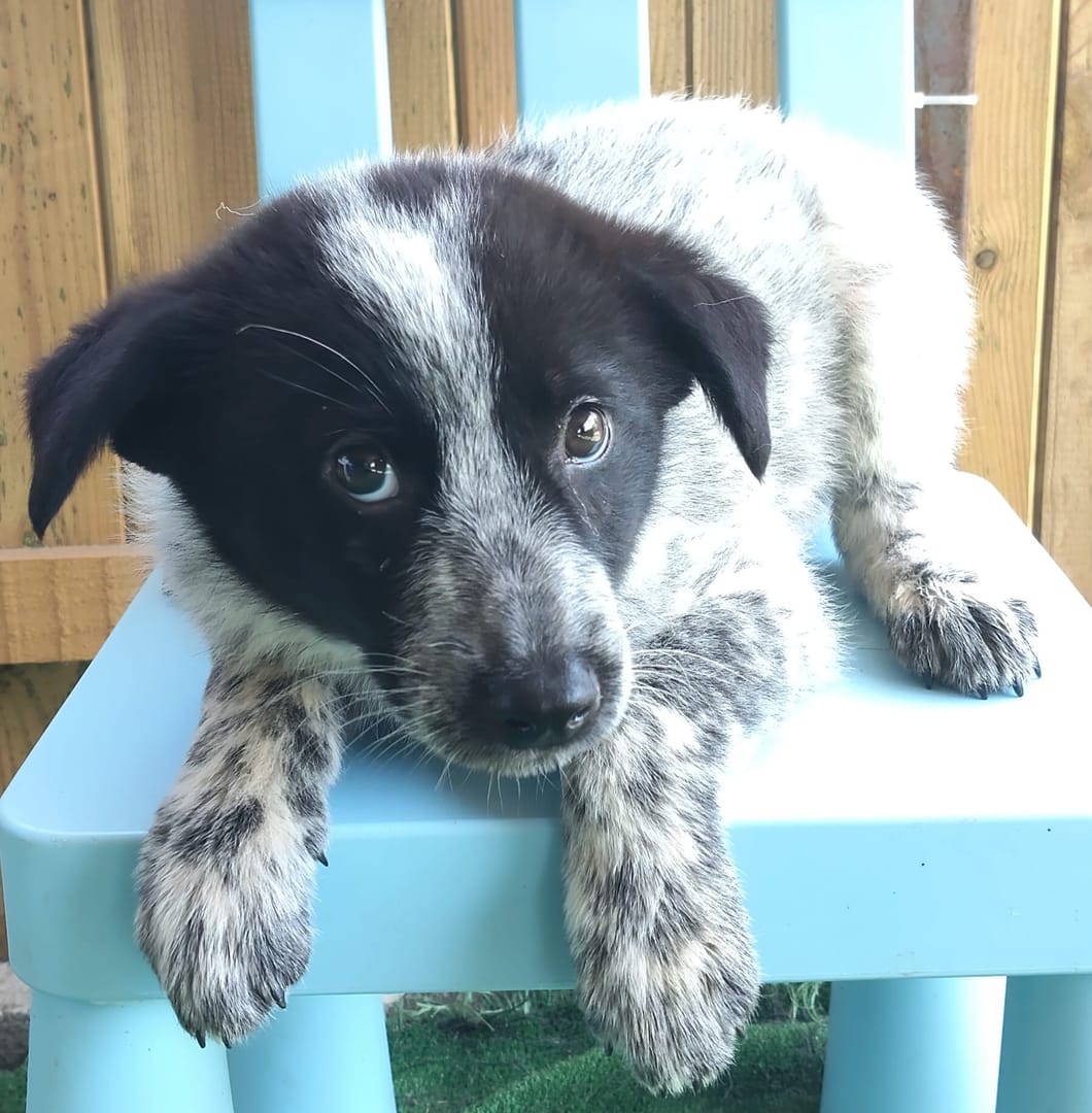 Caine