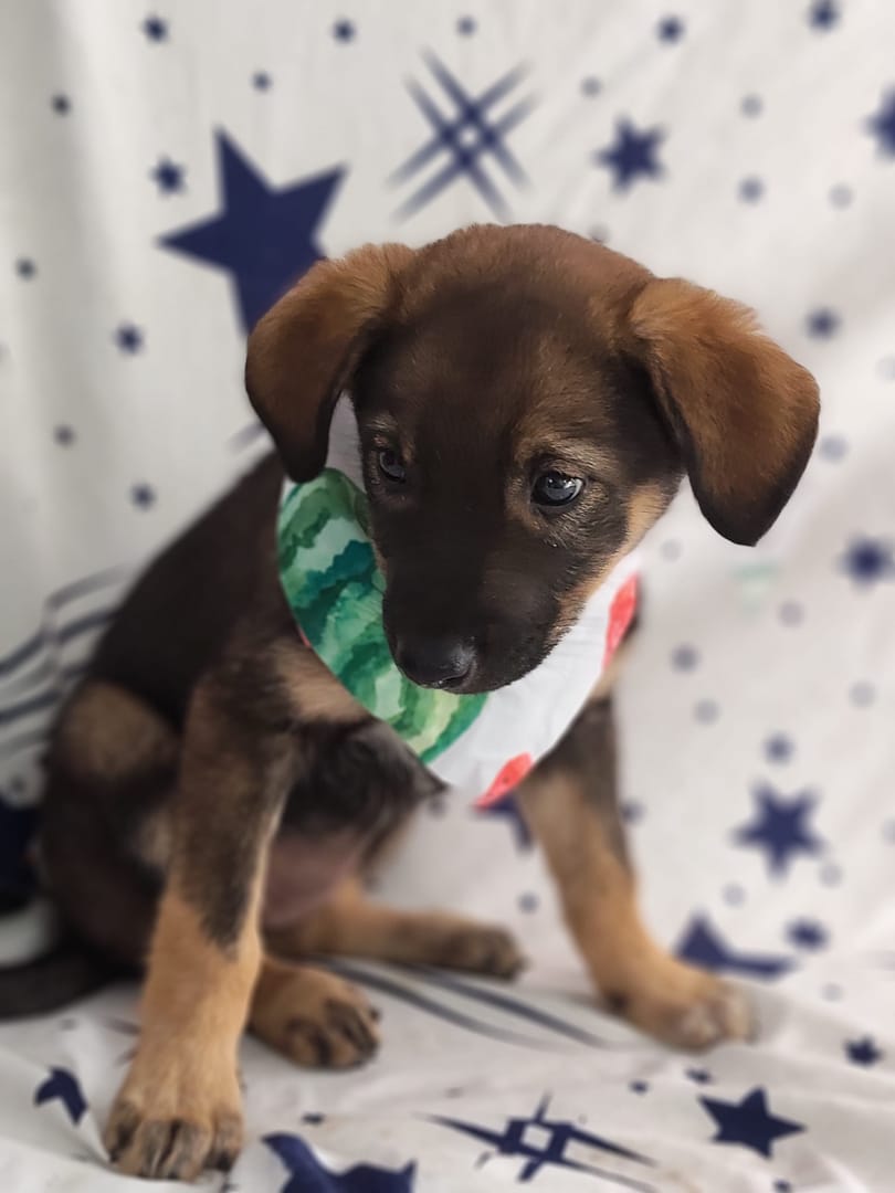 Caine