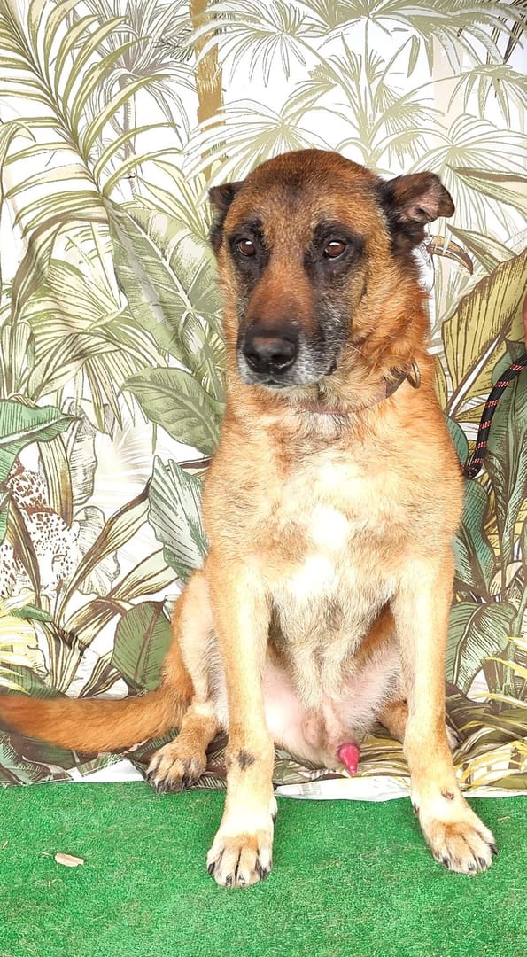 Caine