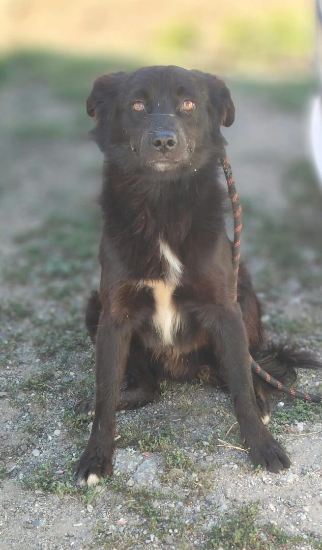 Caine