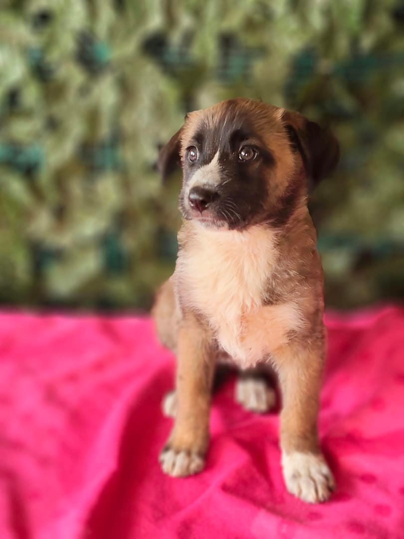 Caine