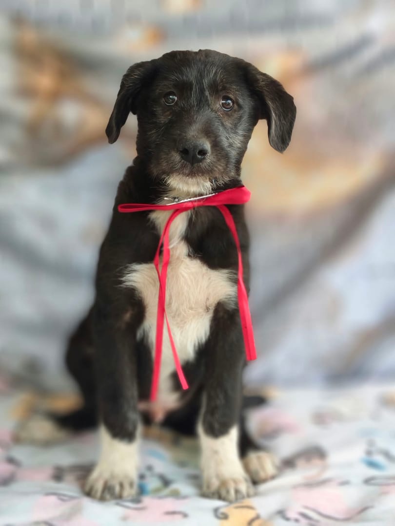 Caine