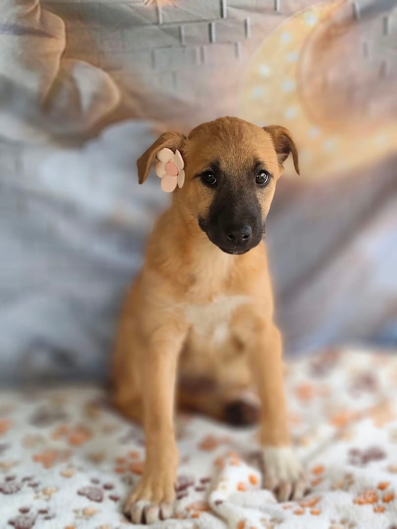 Caine