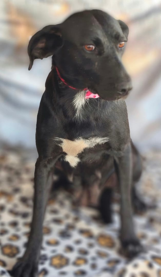 Caine
