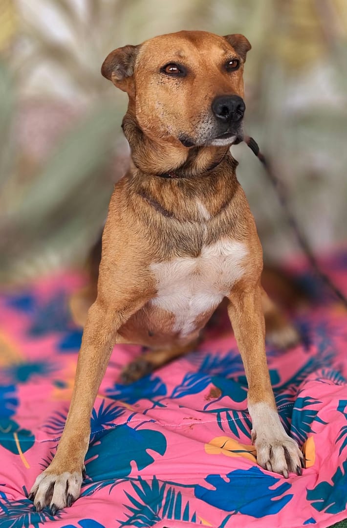 Caine