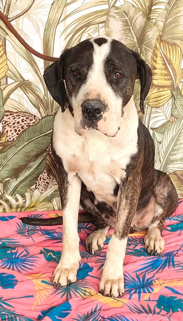 Caine
