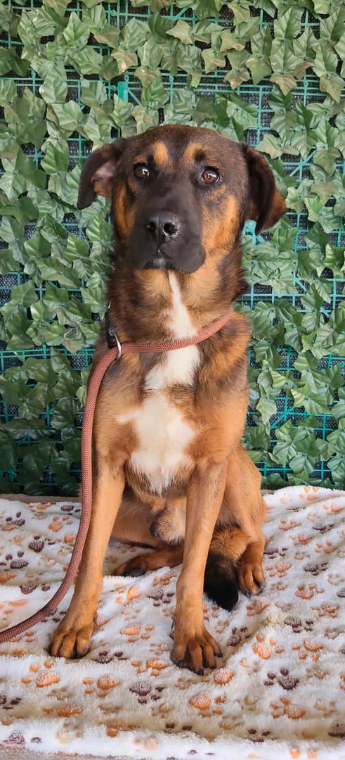 Caine