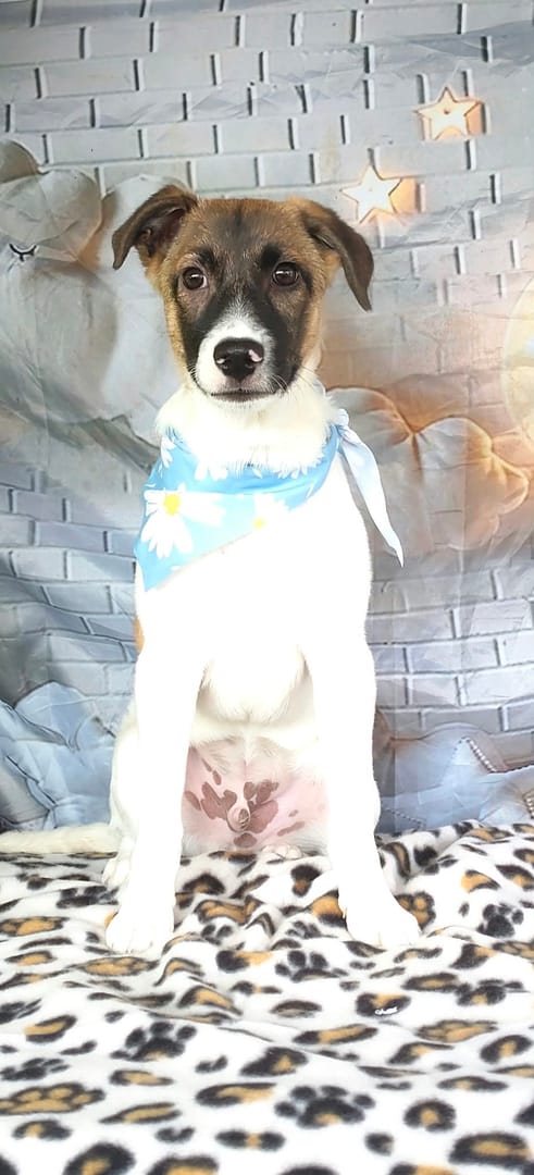 Caine