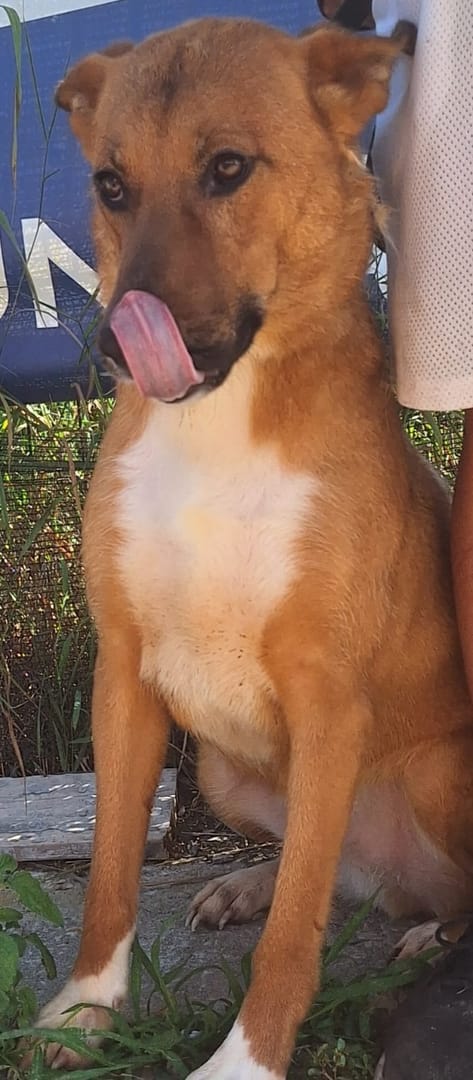 Caine