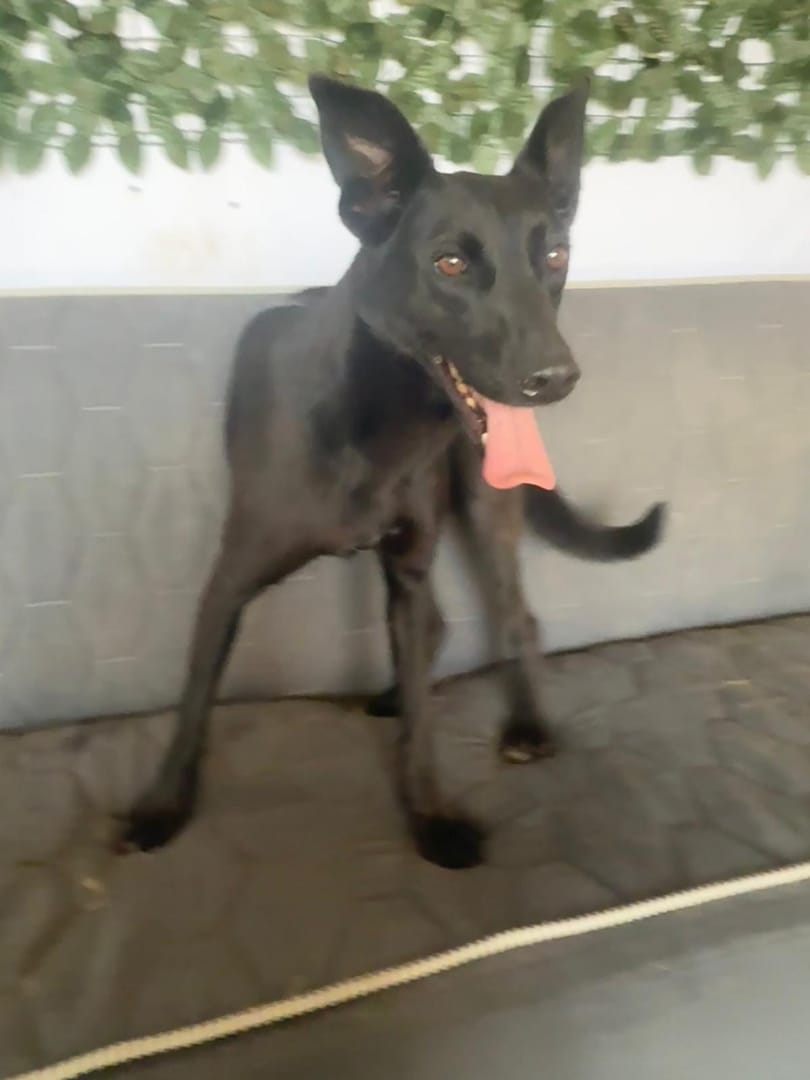Caine