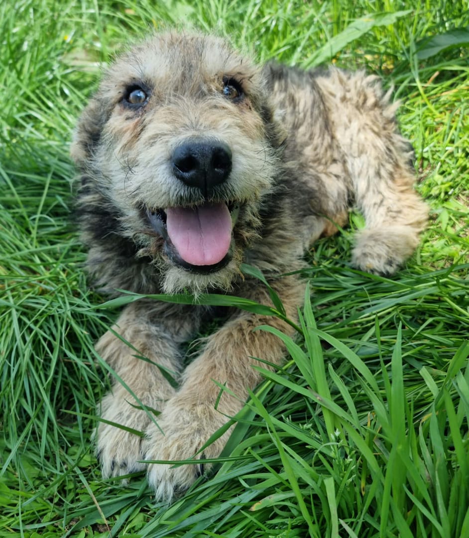 Caine