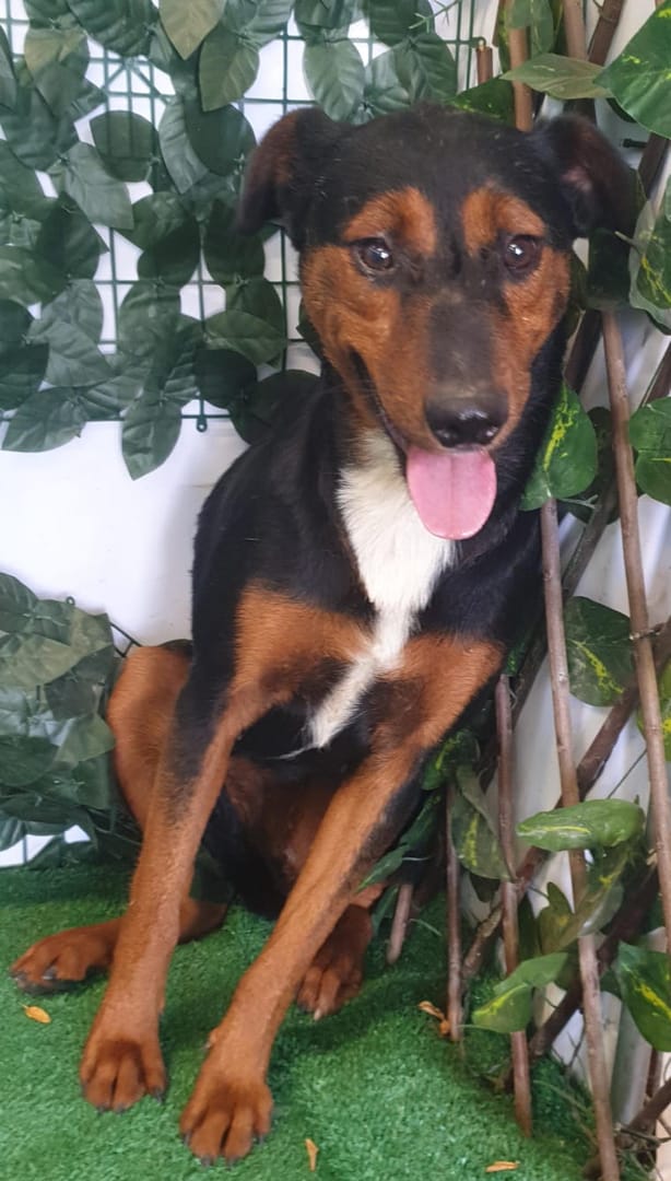 Caine