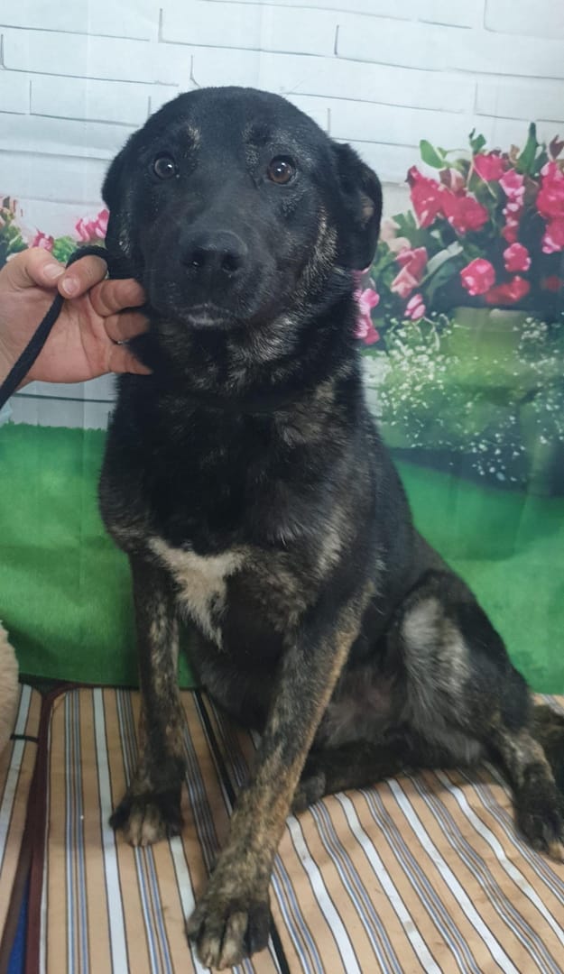 Caine