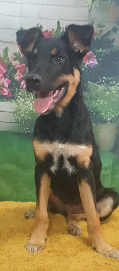Caine