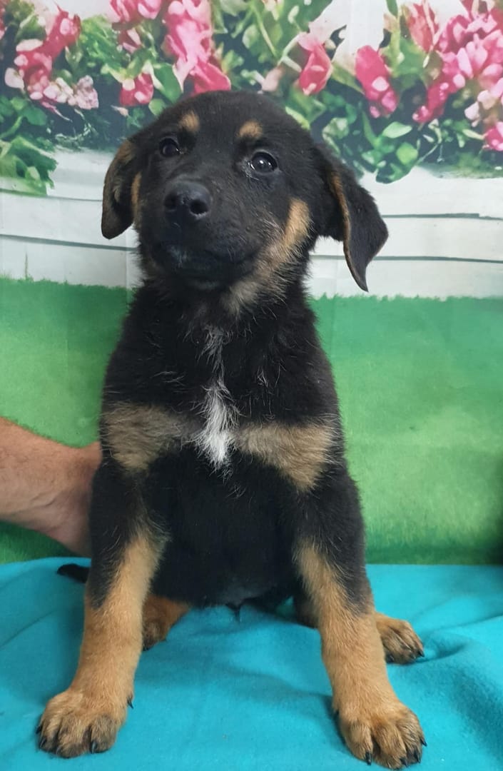 Caine