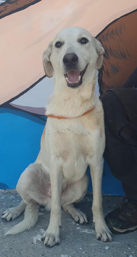 Caine