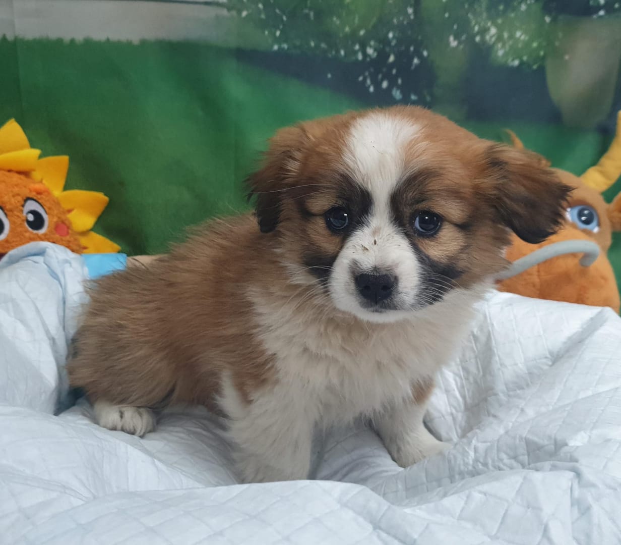 Caine