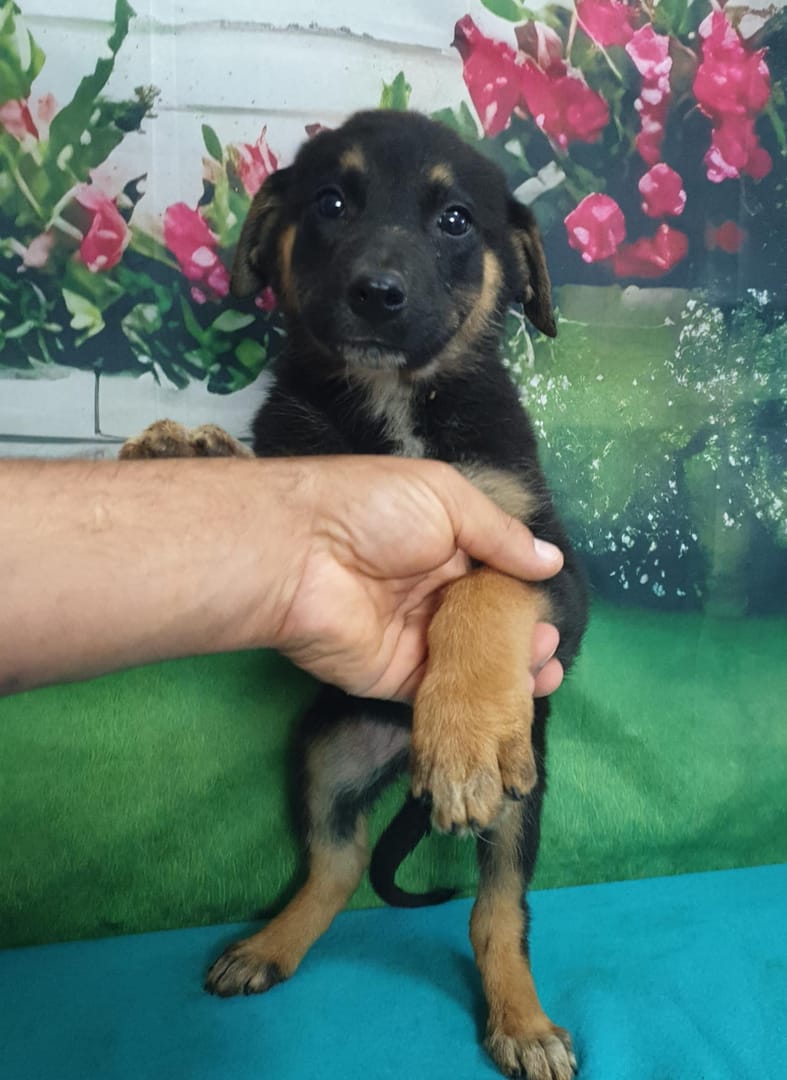 Caine