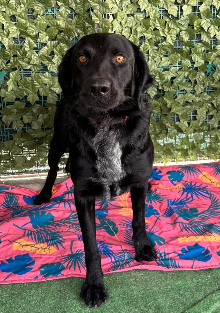 Caine