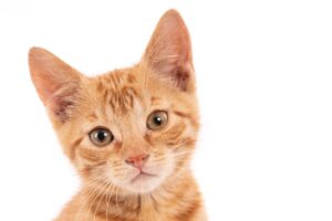 Sterilizarea pisicilor: Un act de responsabilitate și iubire