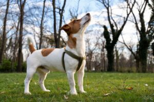 Combaterea herniei perineale la câinii masculi prin sterilizare