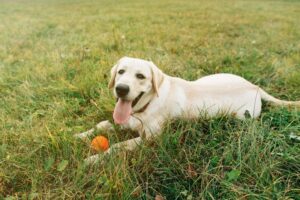 Hiperplazia de prostată la câinii masculi: cum poate sterilizarea preveni această afecțiune