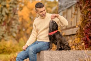 Prevenirea cancerului testicular la câinii masculi prin sterilizare