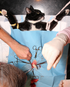 Procedura de sterilizare: Un ghid prietenos pentru proprietarii de câini și pisici din București