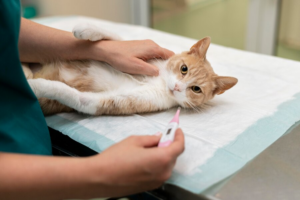 Sterilizarea pisicilor: Un gest de iubire și responsabilitate