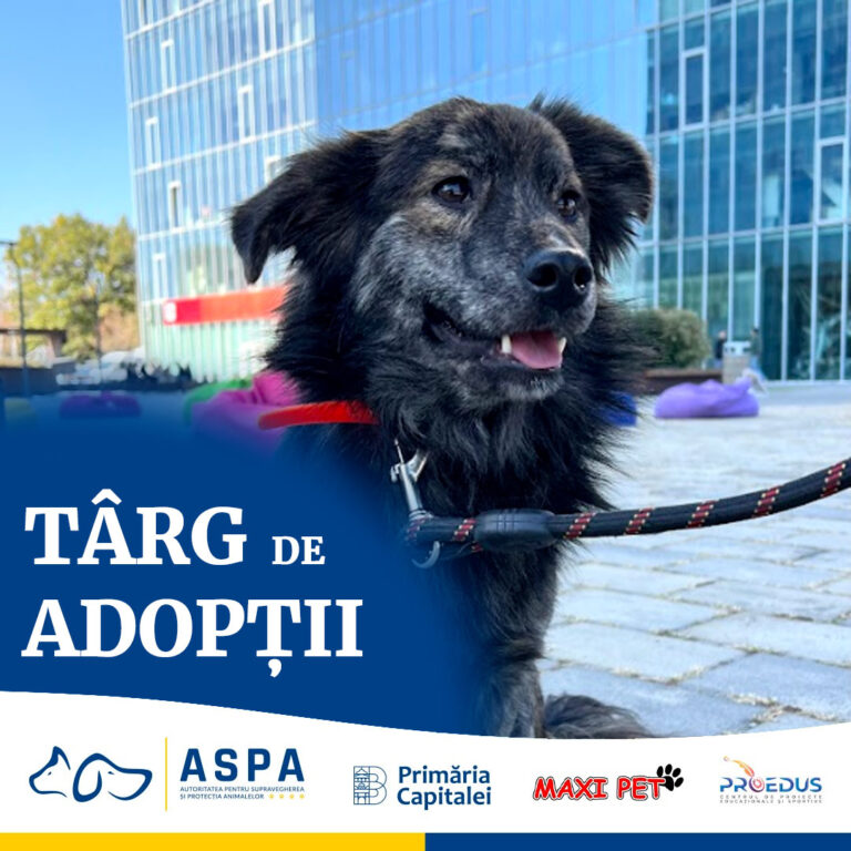 Târg de adopții Iunie 2024 Parcul Mogoșoaia