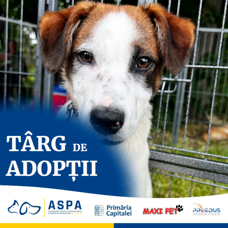 Târg de adopții la Muzeul Mina